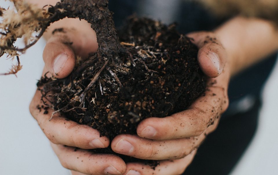 Hands holding dirt and plant root
